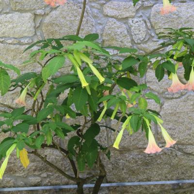 Quinta do Castelo by Quintas&Catering